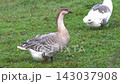 Grey and white geese grazing on green grass in an outdoor field 143037908