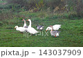 Group of domestic geese standing on green grass in a field 143037909