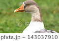 Grey and white goose resting with head tucked into feathers on green grass background 143037910