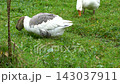 Two geese foraging on lush green grass in a meadow 143037911