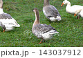 Mixed geese flock grazing on green grass in a natural setting 143037912