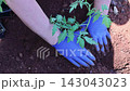 Gardener is planting young tomato seedling in soft brown soil using blue gloves at garden setting 143043023