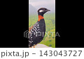Tragopan bird perched on rock in nature 143043727