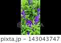 Purple salvia flowers in garden  143043747
