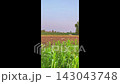 Birds in agricultural field  143043748