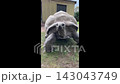 Massive land tortoise walking toward camera  143043749