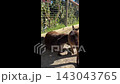 Young kangaroo playing with adult kangaroo  143043765