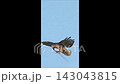 Hawk flying with twigs in talons against blue sky 143043815