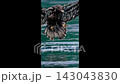 Bald eagle catching fish from water  143043830