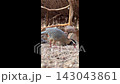 Partridge and jackrabbits in enclosure 143043861