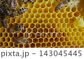 Bees swarming inside honeycomb, macro footage. Insects working in beehive, collecting nectar from 143045445