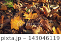 Close-up golden yellow maple autumn leaves on brown fallen dry foliage carpet covering ground surface of forest or park in warm natural sunlight at autumnal day. Late fall season pattern background. 143046119