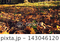 Sunlit forest or park landscape with ground covered by fallen dry foliage layer of golden yellow and brown maple leaves in warm sunlight at autumnal day. No people late fall season natural background. 143046120