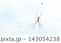 能抵禦強風的蜘蛛網 能抵禦強風的蜘蛛網 143054238