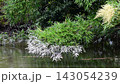 樹枝和樹葉在水面附近搖曳。 樹枝和樹葉在水面附近搖曳。 143054239