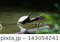 一隻紅耳龜跳入水中。 一隻紅耳龜跳入水中。 143054241