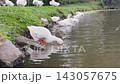 Geese gather by the water in a green park during the afternoon 143057675