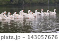Geese swim in a line on a lake in a natural setting during a clear day 143057676