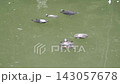 Turtles swimming in a green pond during a sunny day in a local park 143057678