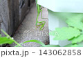 一隻螳螂正在清理它的鐮刀 143062858