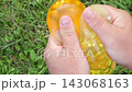 Close Up of Squeezed Orange and Yellow Water Balloons 143068163