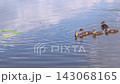 Mallard Ducklings Swimming Together on Reflective Blue Water 143068165
