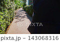 Walking Through a Serene Pathway: A Journey of Leisure Amidst Vibrant Greenery and Sunlit Shadows, Capturing Moments of Tranquility and Reflection. 143068316
