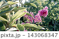 Vibrant pink flowers blooming among green leaves in a sunlit garden. High quality 4k footage 143068347