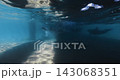 Bottlenose dolphin swims underwater in blue sea. Dolphin group underwater. High quality 4k footage 143068351
