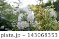 Blooming white roses flowers in summer garden with soft light. High quality 4k footage 143068353