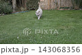 Gray British cat sitting outdoors with intense eyes in natural garden setting. High quality 4k footage 143068356