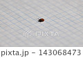 Tick parasite walking on graph paper, symbolizing lyme disease and health risk 143068473