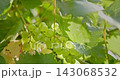 A close-up of a large cluster of grapes growing on a vine in a vineyard, captured with great depth of field 143068532