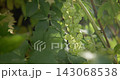 A close-up of a large cluster of grapes growing on a vine in a vineyard, captured with great depth of field 143068538