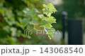A grapevine with leaves sways in the wind with great depth of field on a sunny day 143068540