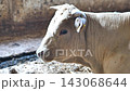 A young bull is resting in a farm building. A painting depicting agriculture and livestock farming. 143068644