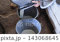 Pouring fresh milk from a milking machine into buckets at a rural dairy farm 143068645