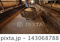 Worker pushing a full wheelbarrow of feed in a rural barn for dairy cattle 143068788