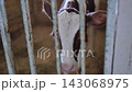 Young calf looking through metal bars in an agricultural barn on a farm 143068975