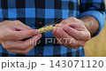 Hands carefully examine ripe wheat ear in close-up against golden field. Detailed grain inspection highlights cereal quality, plant structure, natural texture and agricultural production. 143071120