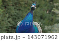 Male Indian Peafowl with Vivid Blue Plumage and Crest 143071962