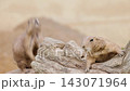 Two Black-Tailed Prairie Dogs on Weathered Log 143071964