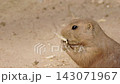 Close-Up Prairie Dog Chewing Food on Sandy Ground 143071967