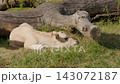 Unidentified Calf Resting on Grass Beside Fallen Log 143072187
