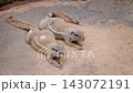 Two Cape Ground Squirrels Resting Together on Sandy Ground 143072191