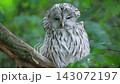 Ural Owl Perched on Branch Looking Down 143072197
