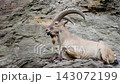 Horned Ibex Resting on Rugged Rocky Slope 143072199