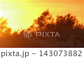 Golden sunset over grassy landscape 143073882
