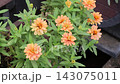 百日草 143075011