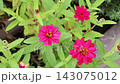 百日草 143075012